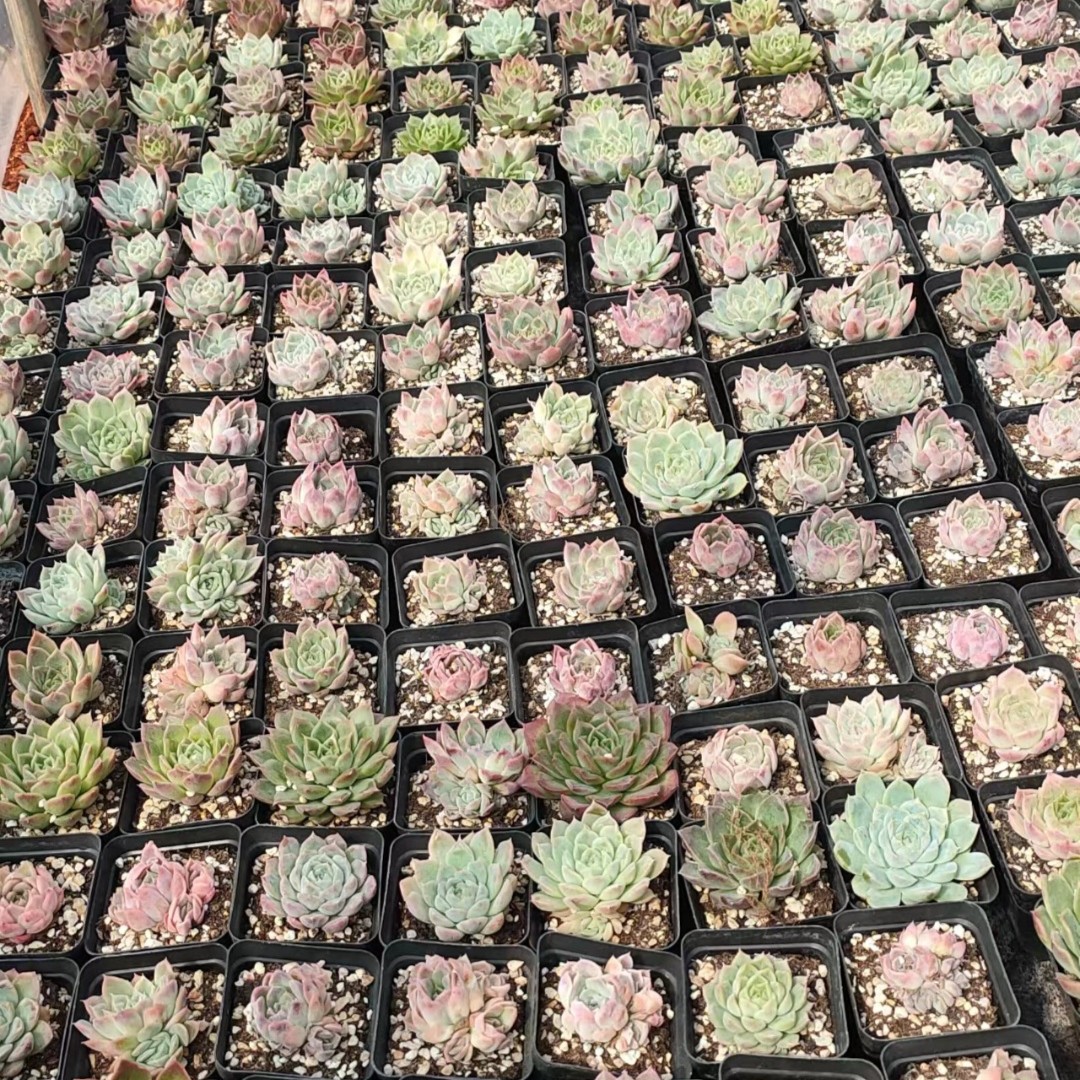 香水综合链接多肉 阳台露台绿植栽种养护 满9.9包邮