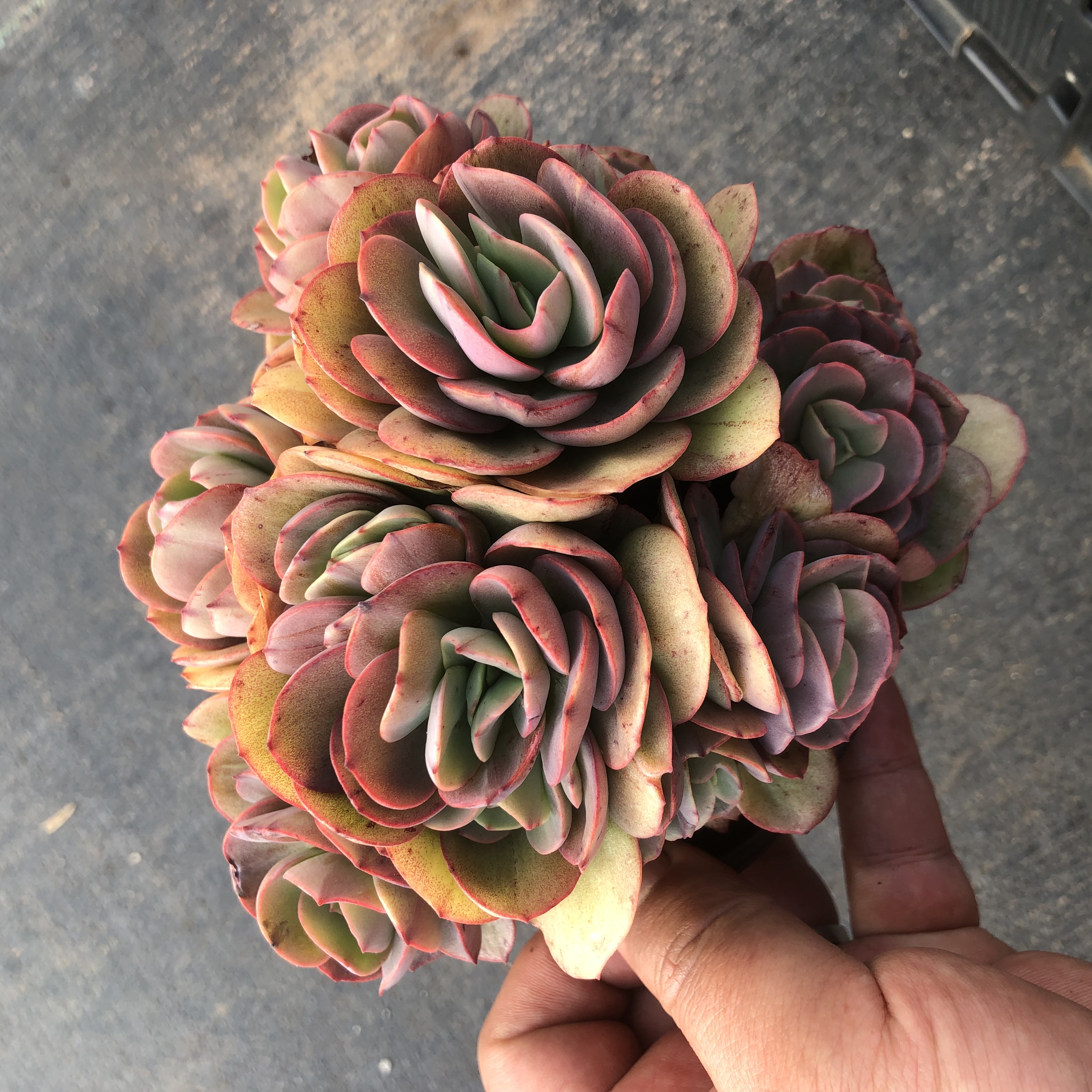 秀研多肉 阳台露台绿植栽种养护 满9.9包邮