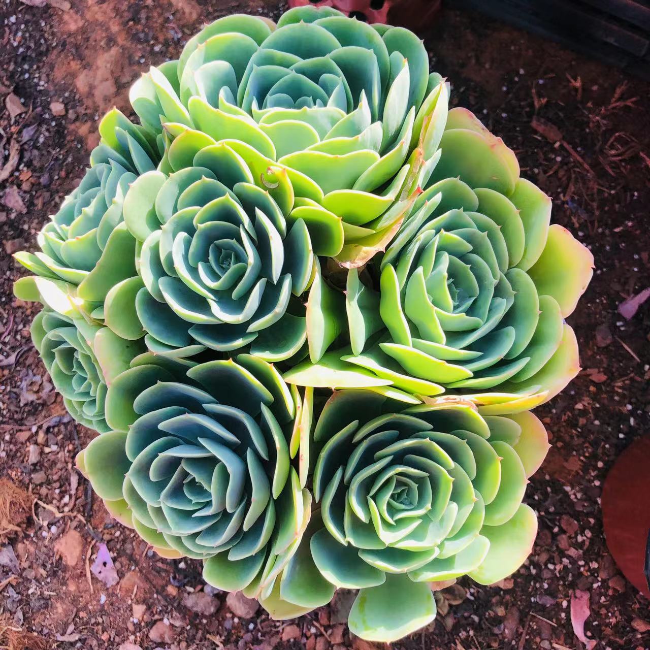 柠檬玫瑰多肉 阳台露台绿植栽种养护 满9.9包邮