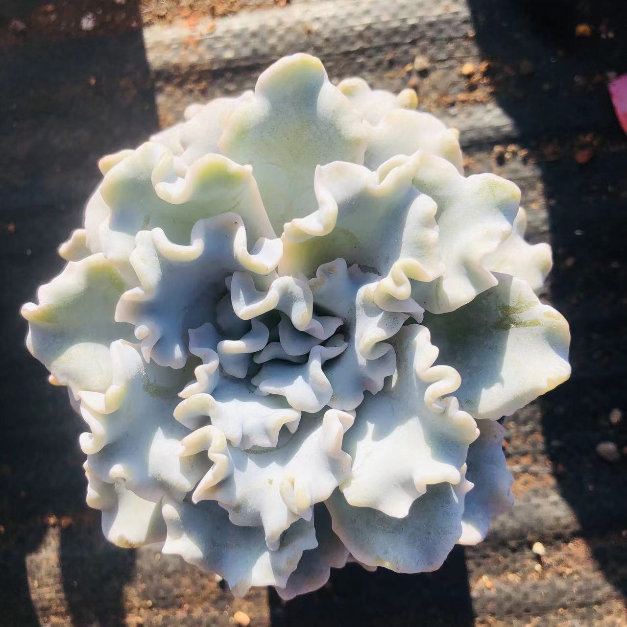 芭蕾舞者多肉 阳台露台绿植栽种养护 满9.9包邮