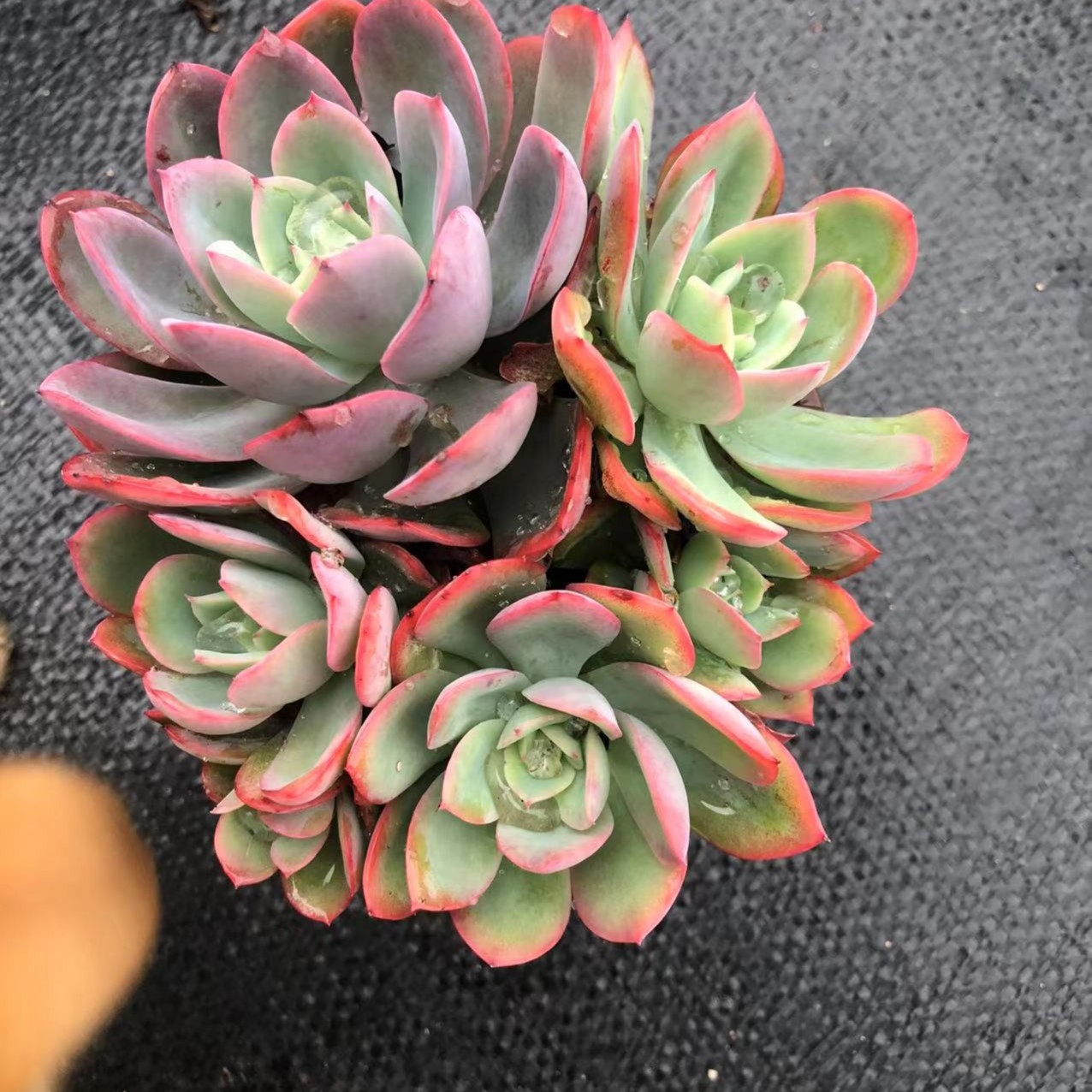 绮罗多肉 阳台露台绿植栽种养护 满9.9包邮