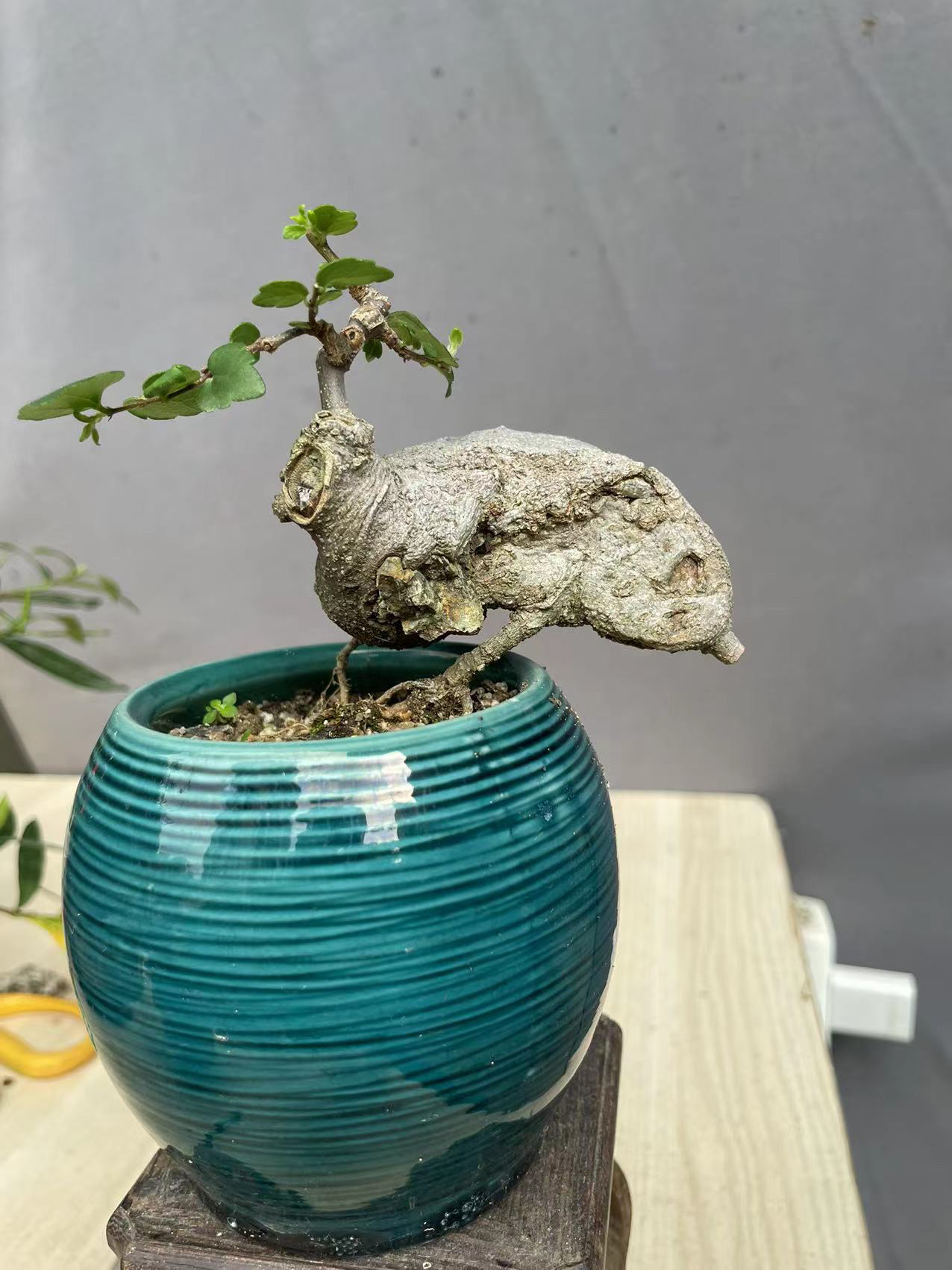 榆树盆景盆栽观赏