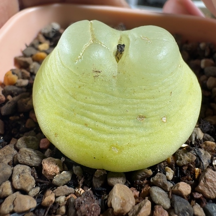 拉登尺寸3cm特价258