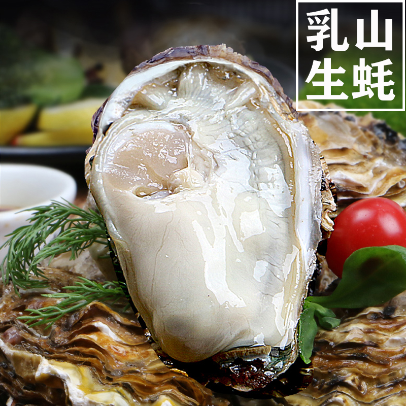 【2两-3两】乳山生蚝 鲜活发货 规格齐全 5斤/箱 10斤/箱牡蛎