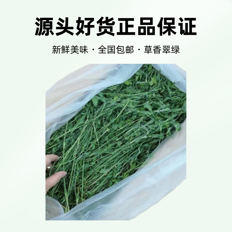 包邮野生苜蓿草2023新草兔粮饲料兔子草粮荷兰猪兔子干草牧草兔草