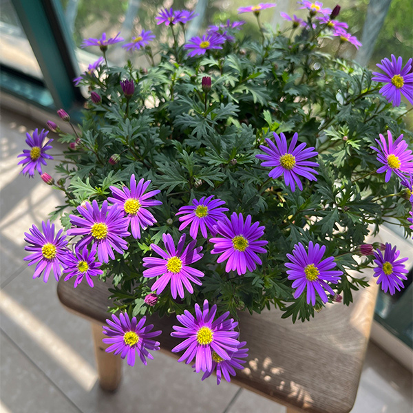 【姬小菊】文艺小碎花 田园风紫色文艺小清新 易养护阳台庭院盆栽