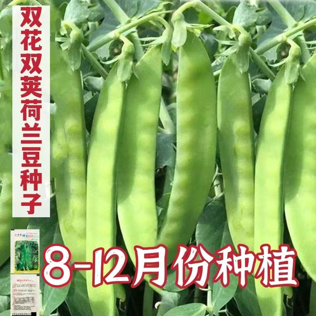 甜脆荷兰豆种子菜豌豆双花双夹高产耐寒农家自种秋冬季豆角菜种子