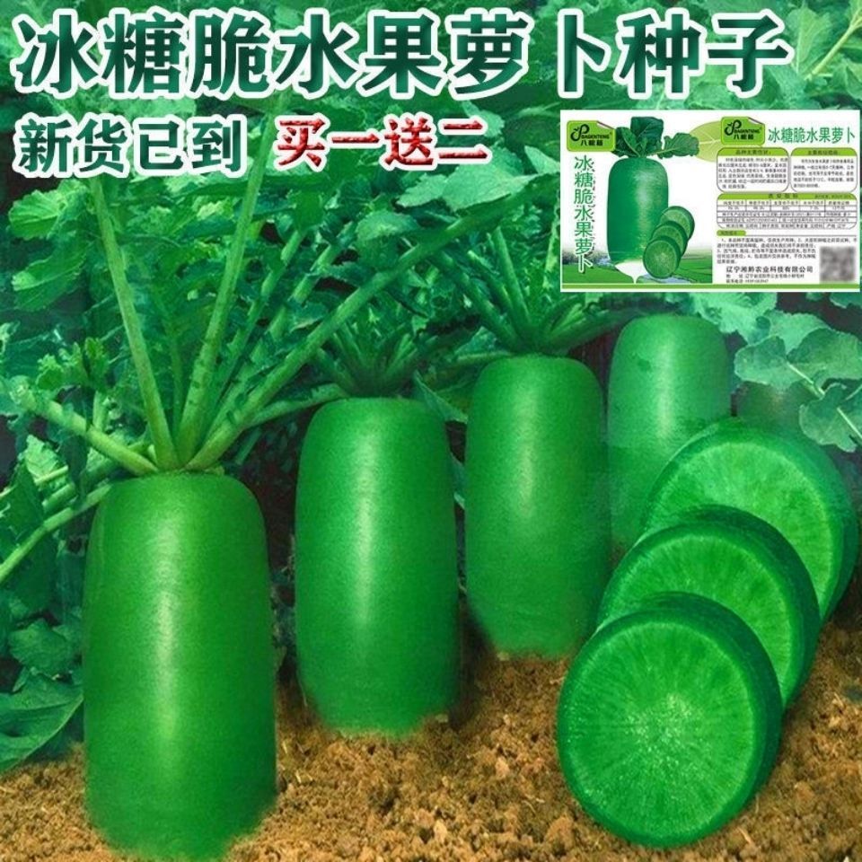 冰糖脆水果萝卜种子四季高产可生吃青萝卜菜种子室内盆栽绿萝卜种