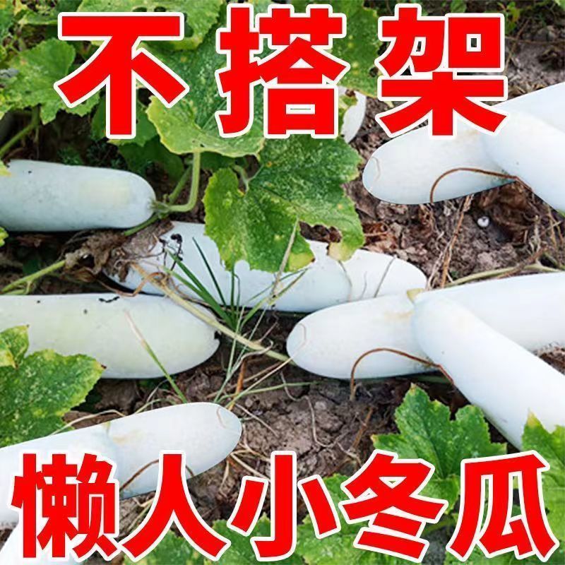 满地爬小冬瓜种子冬瓜种子毛节瓜小冬瓜四季春天高产蔬菜种子大全