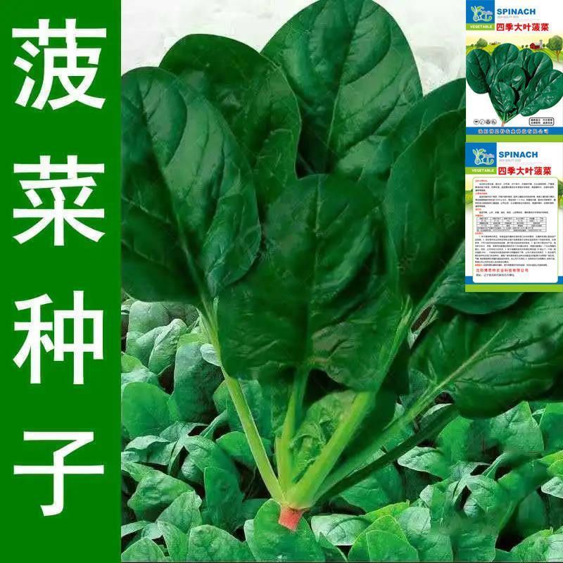 大叶菠菜种子四季蔬菜秋冬籽种阳台种籽耐热菜种盆栽波菜孑菜籽子