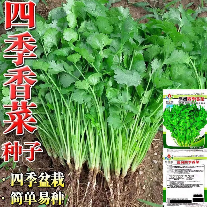 香菜种子大全农家盆栽苗大叶芫荽种籽四季食用香菜籽蔬菜种籽种孑商品图
