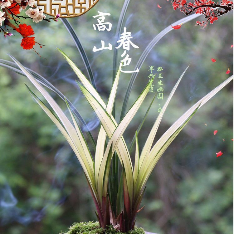 建兰高山春色兰花苗先明艺四季兰浓香型春兰墨兰大花蕙兰绿植盆栽