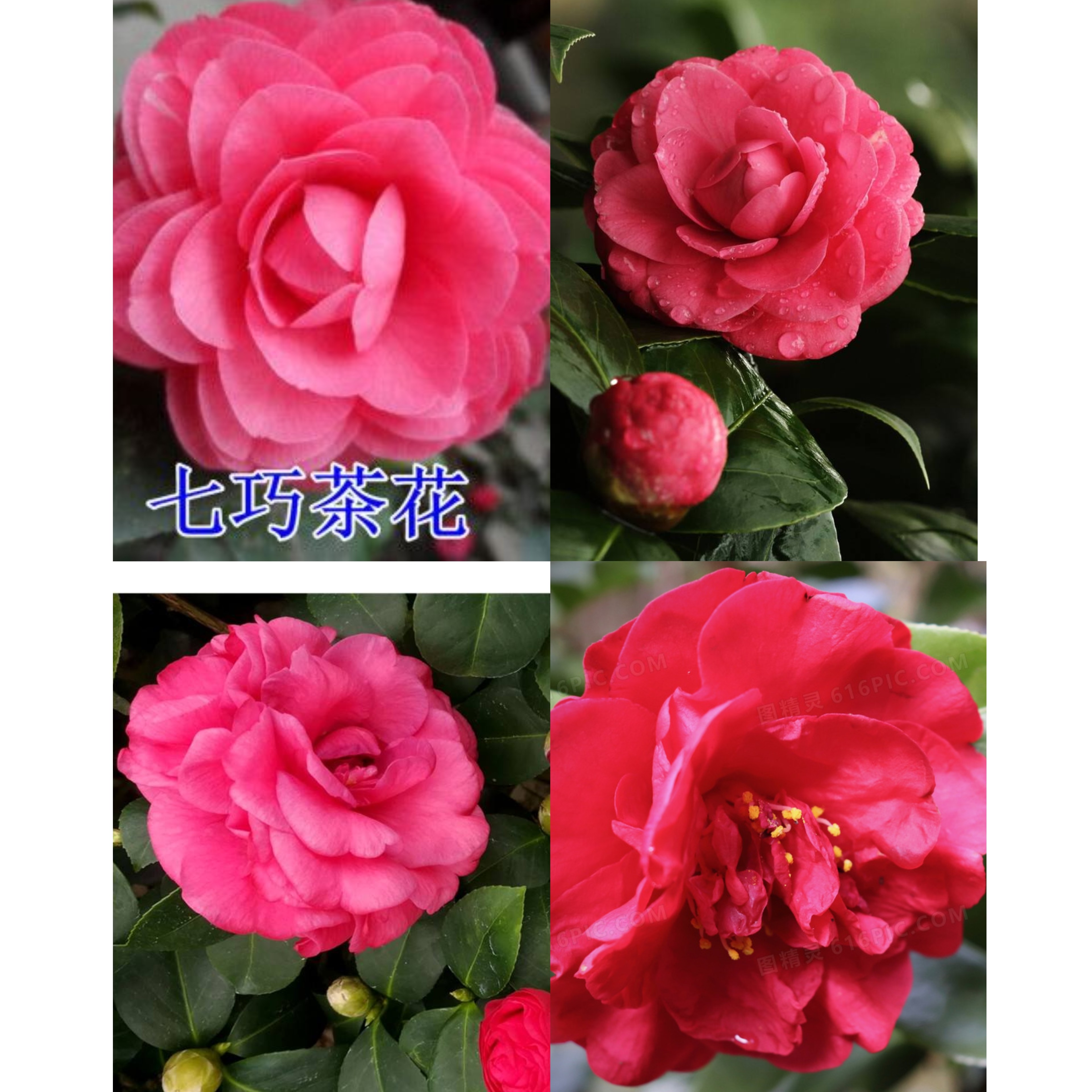 山茶花-七巧-品种苗（多花型开花机器）