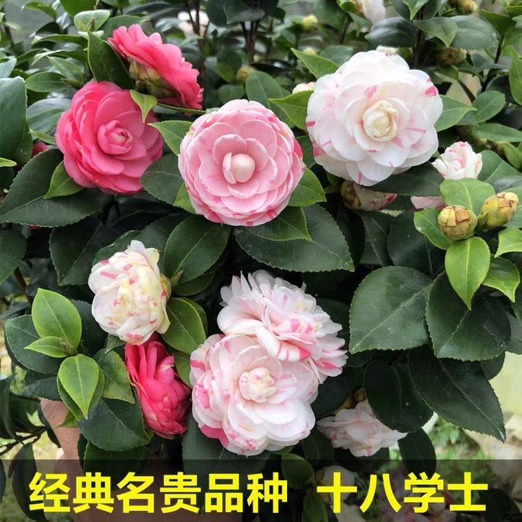 山茶花-十八学士-品种苗(开一到两三个颜色）无花苞