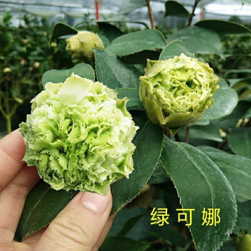 山茶花-绿可娜-珍贵品种-开花绿色-白色-白绿色