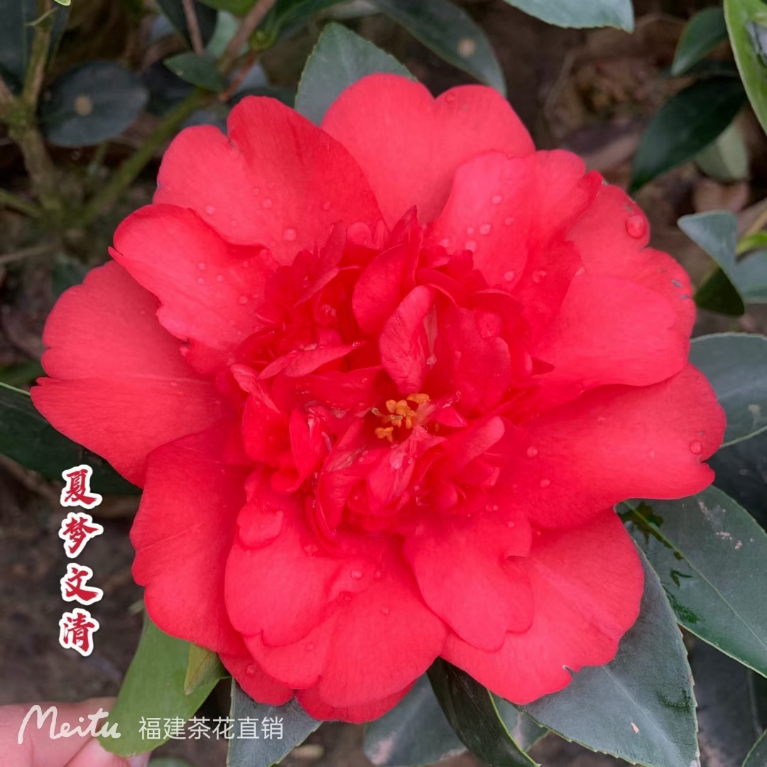 四季茶夏日文清   花卉植物室内好养茶花