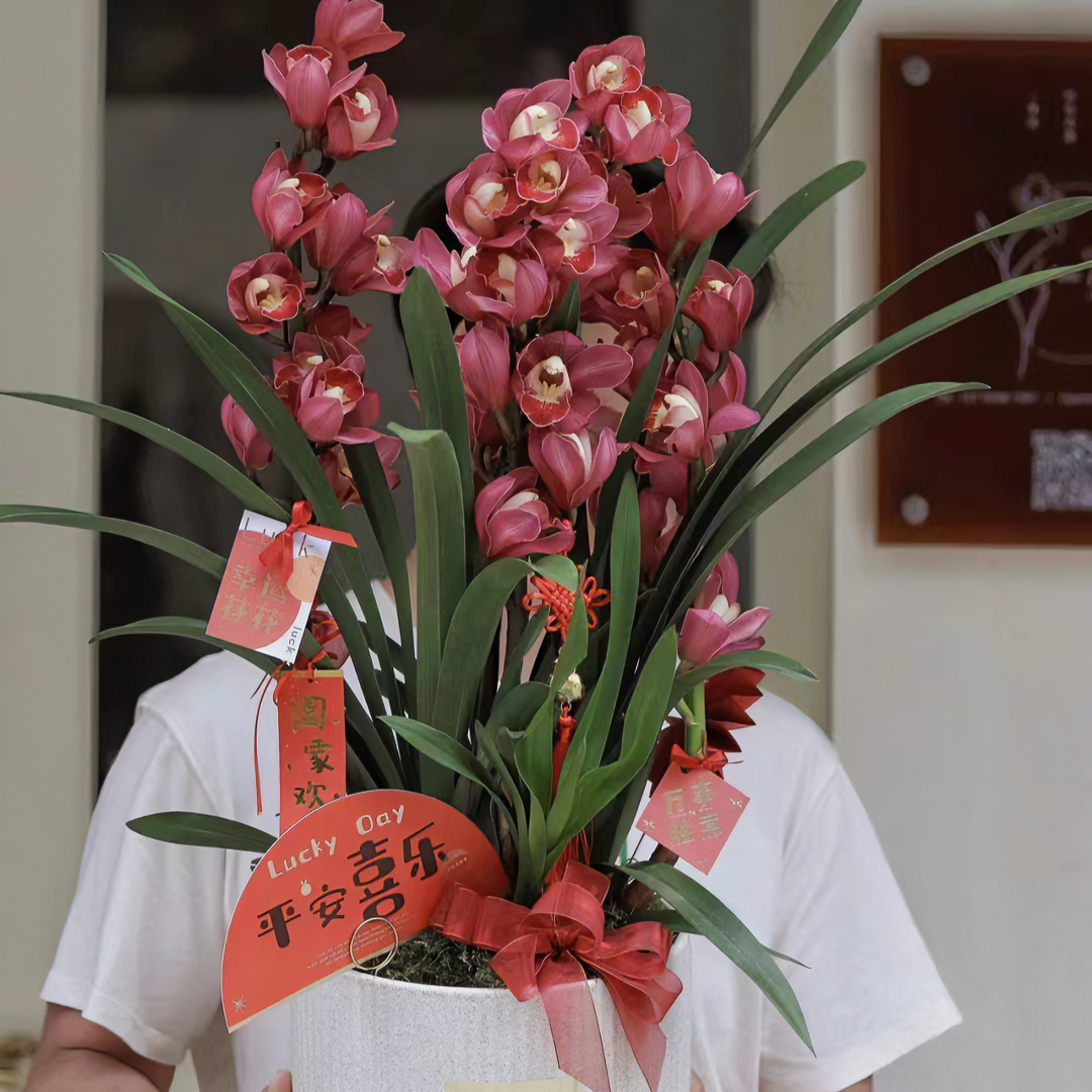 合生花境兰花大花蕙兰 红袍 年宵花 4支花剑 带花苞兰花（210#）