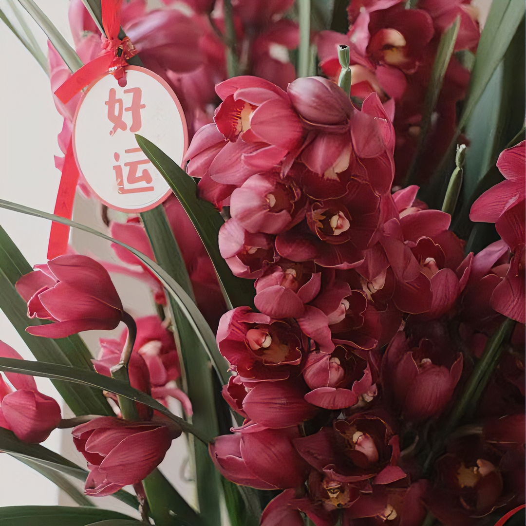 合生花境兰花大花蕙兰 红袍 年宵花 4支花剑  全花苞发货（210#）