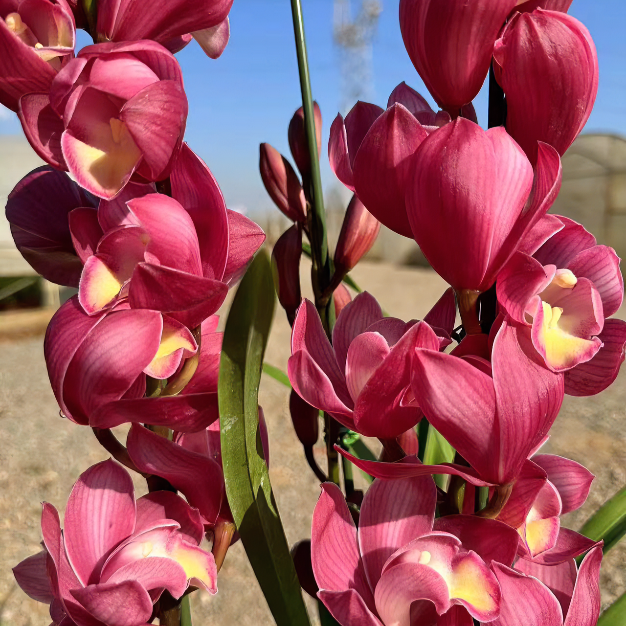 合生花境兰花大花蕙兰1431粉美人4支花剑带花苞发货（150#）