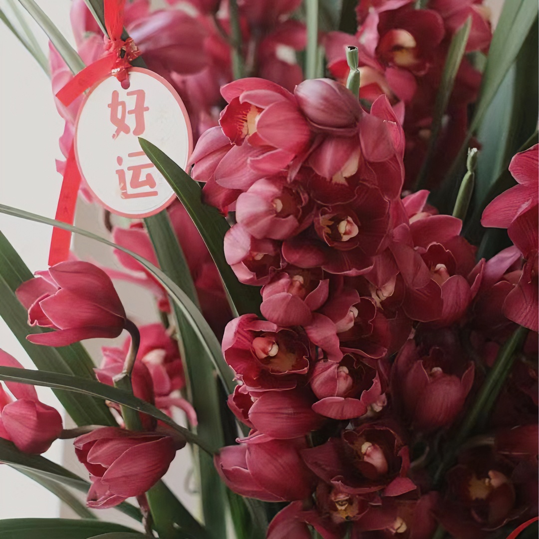 合生花境兰花大花蕙兰 红袍 年宵花 4支花剑  全花苞发货（210#）