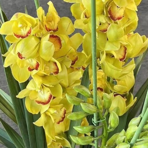 合生花境 大花蕙兰 金玉满堂  6支花剑  带花苞发货