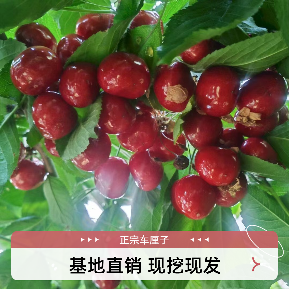 正宗新品种车厘子嫁接树苗南北方种植盆栽地栽食用耐寒耐热好成活