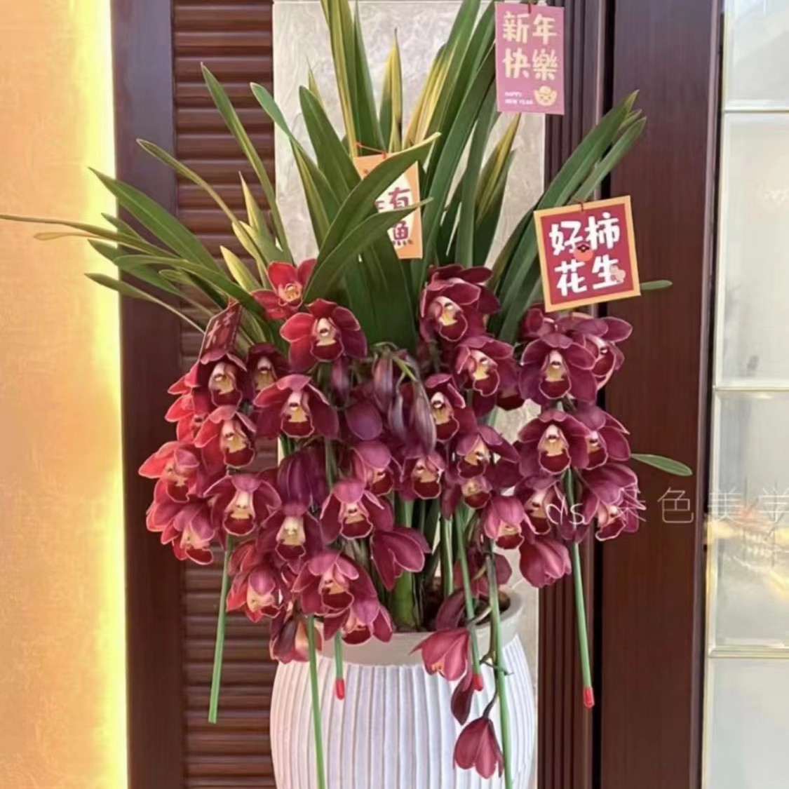 【紫岚】大花惠兰,年宵花，春节盆栽四季好养活，送礼好物