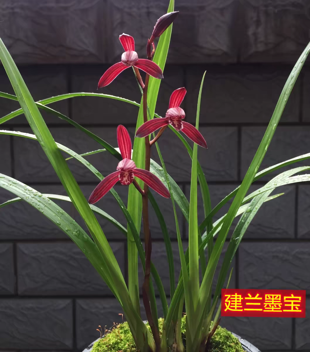 建兰墨宝兰草盆栽，也叫紫蜻蜓兰花草兰一三康翠兰千金视频