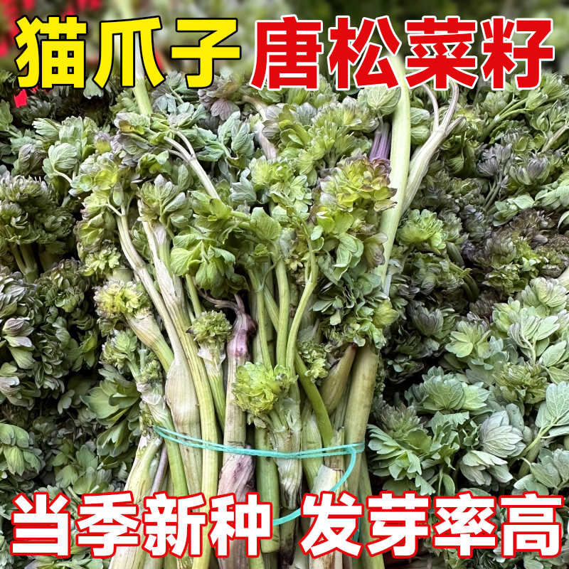 正宗猫爪子种子四季种植蔬菜野菜种子东北野菜