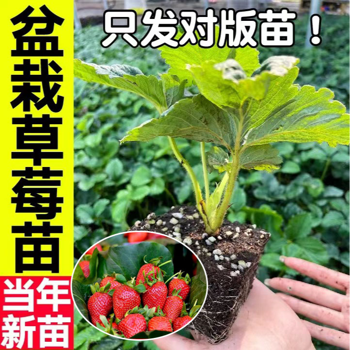 精品盆栽草莓苗秧四季食用室内阳台四季结果奶油草莓苗批发种籽子