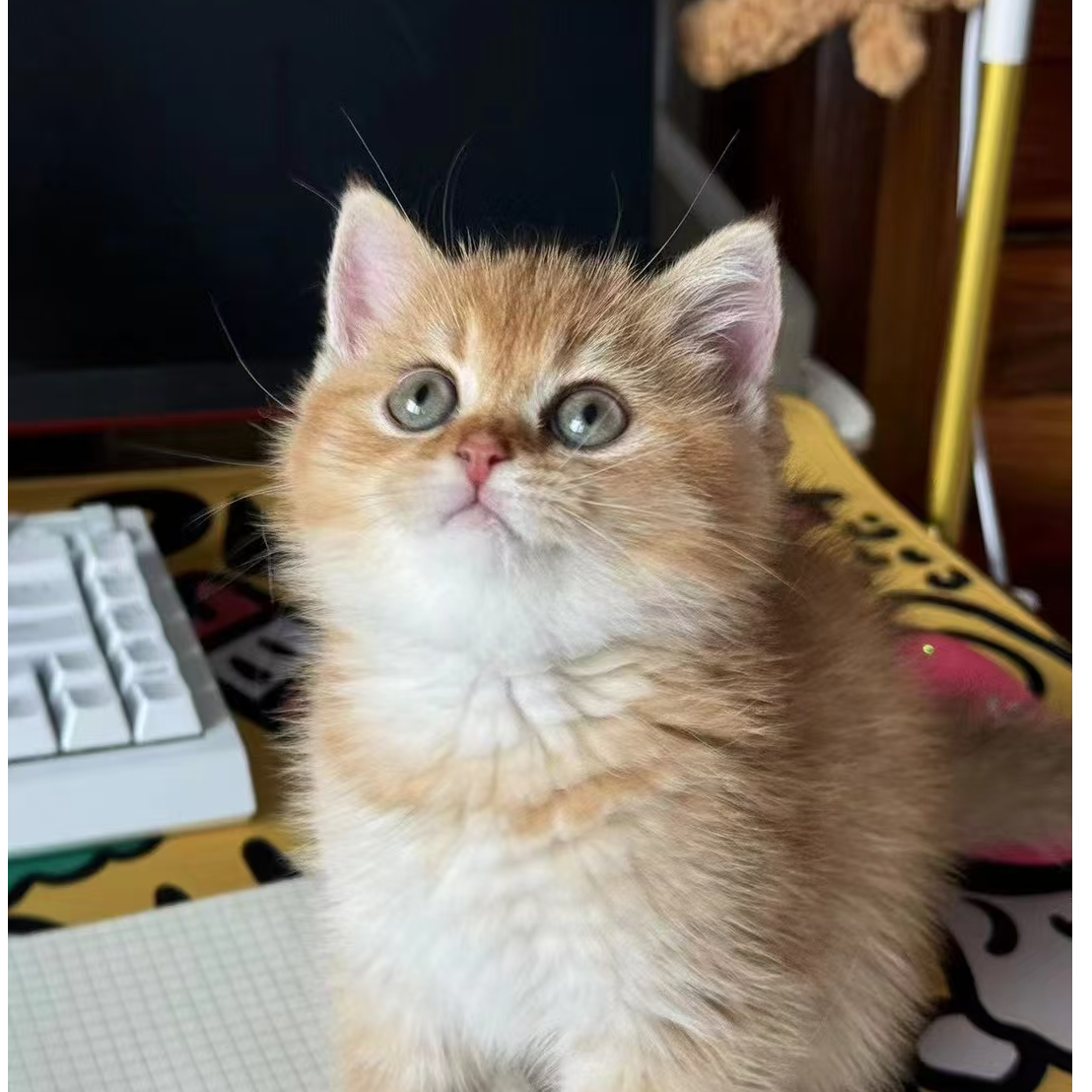 猫猫去新家零食礼包等于定金