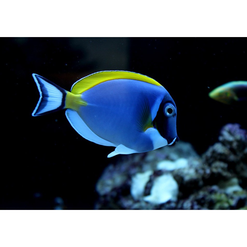 蓝吊天狗吊七彩吊五彩吊斯里兰卡粉蓝吊类水族造景海洋模型a