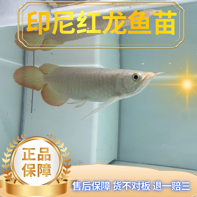 观赏鱼 红龙印尼红龙大湖红龙鱼养鱼活体发货（拍过水和下缸视频）