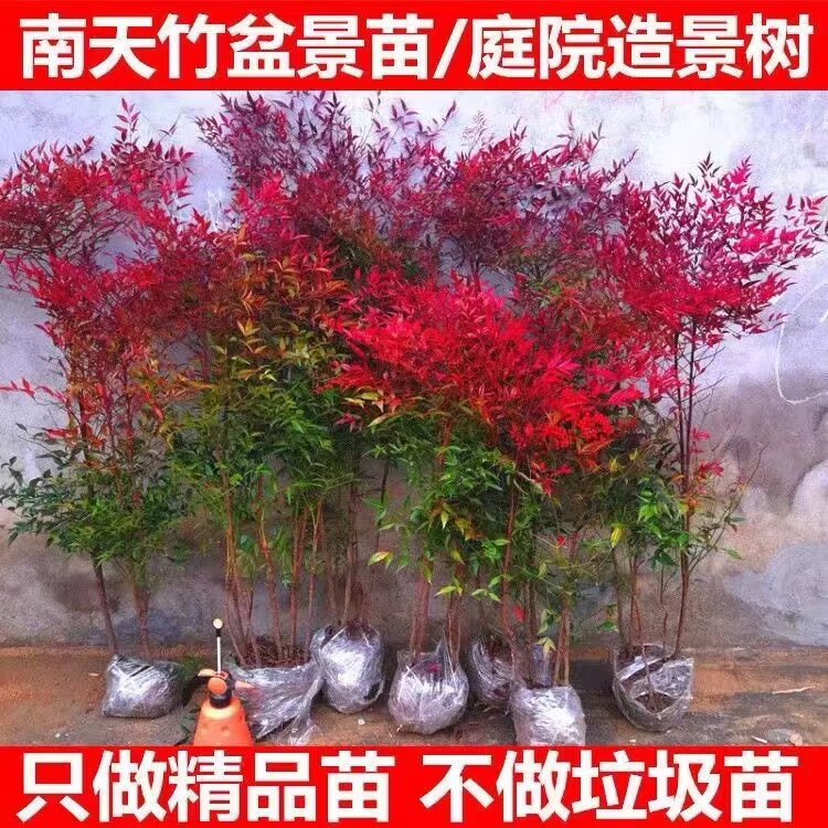 南天竹盆栽树苗火焰南天竹室内老桩盆景室外庭院耐寒竹子花卉绿植