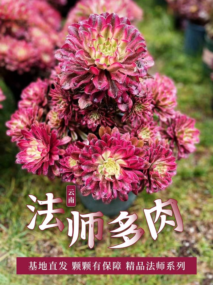 框拍5颗以上不包生死不售后