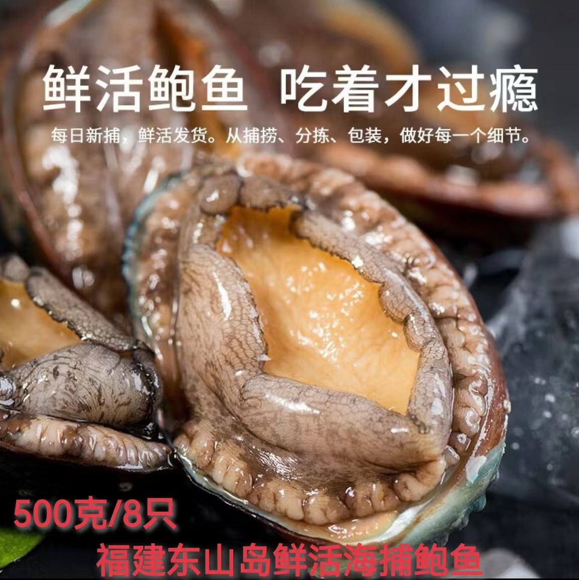 【鲜活鲍鱼】东山岛鲍鱼海鲜水产鲜活鲍鱼500克6头新鲜捕捞