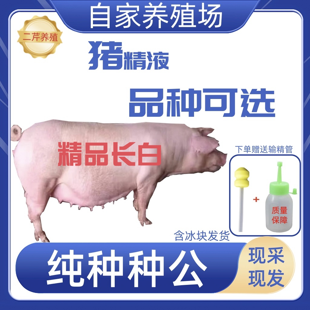 长白大白约克精液一件包邮包对版原种品质生态养殖批发自家养殖