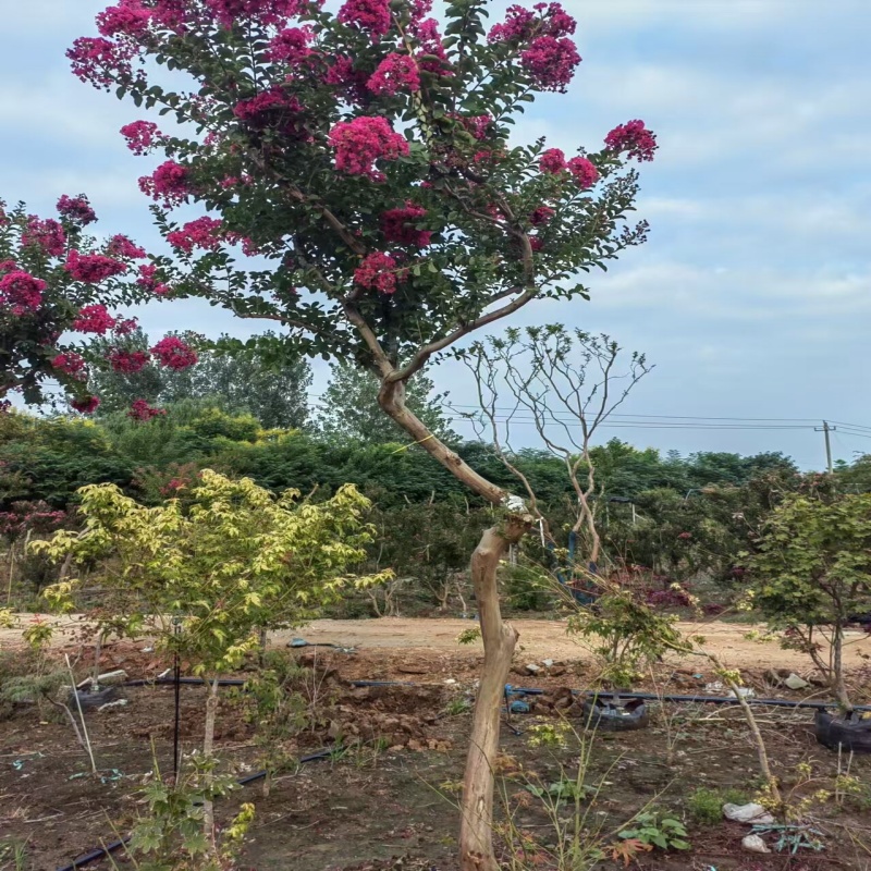 栀球娜日本小叶红花紫薇树苗天鹅绒红火箭紫薇老桩【一物一拍】
