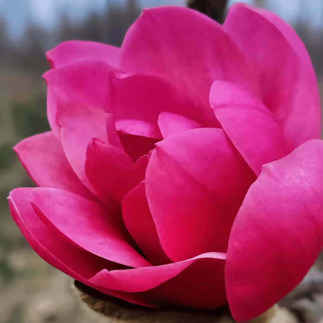 新品种红牡丹玉兰三季开花