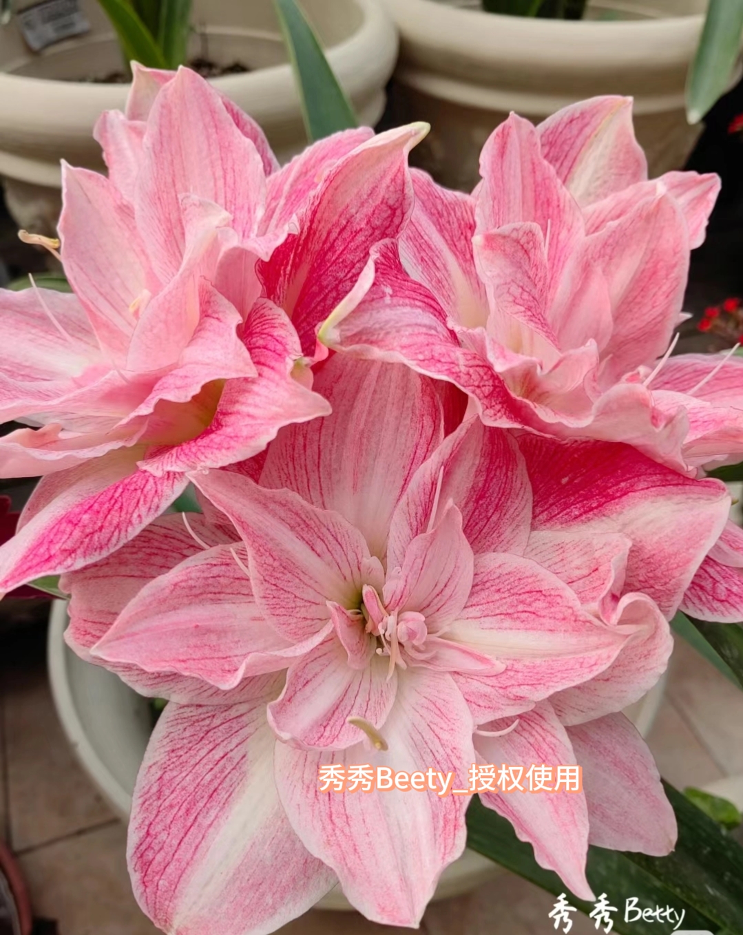 澳洲朱顶红 闪亮 瓣化好粉粉很仙