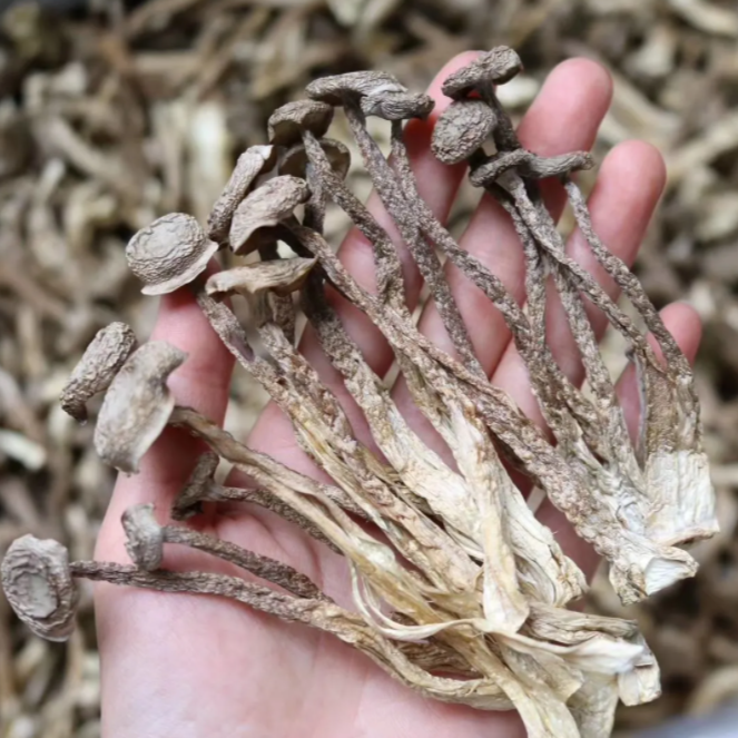 【青总甄选】脆脆菇 鹿茸菇500g