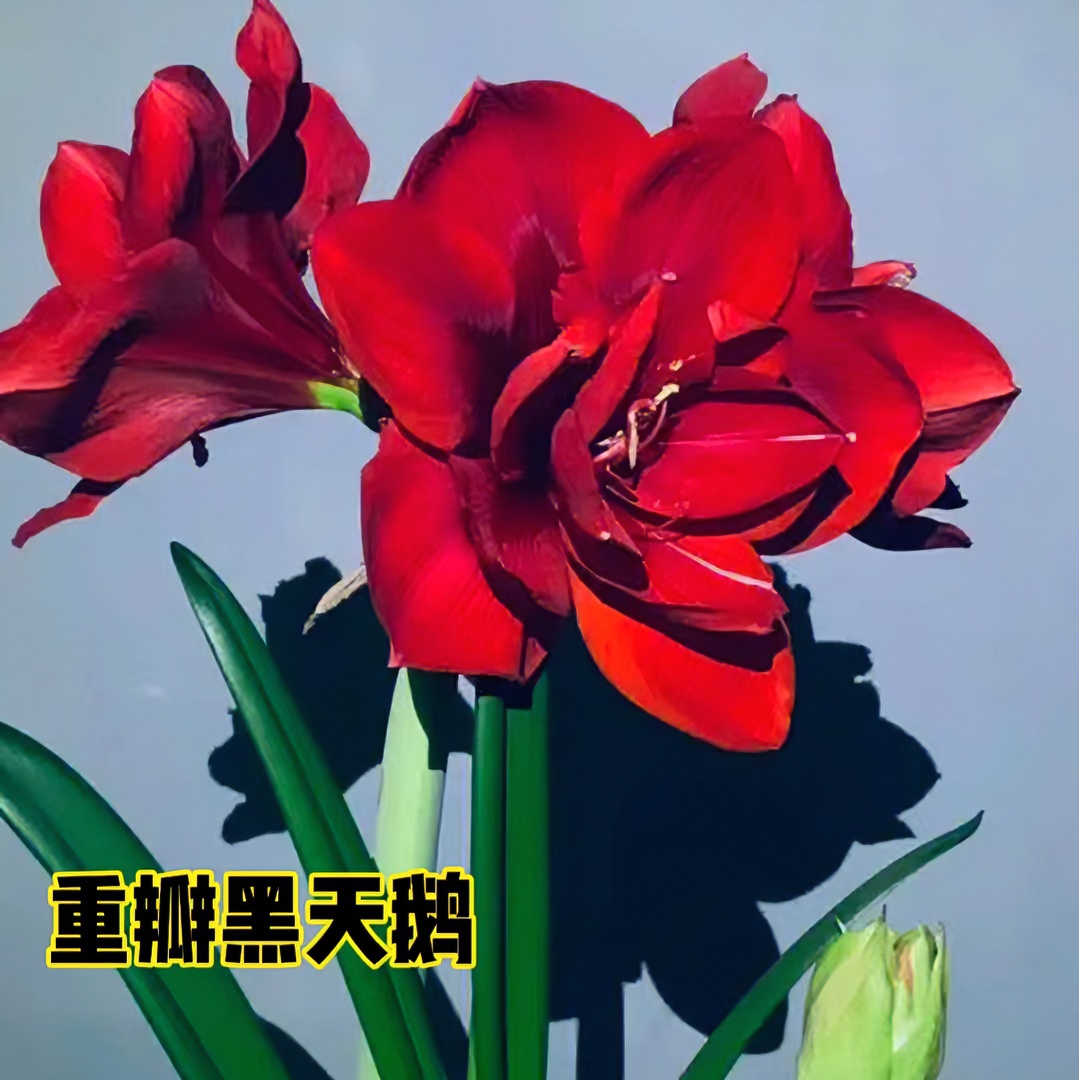 【重瓣黑天鹅】朱顶红种球妮芙自然球重瓣花园艺家庭盆栽