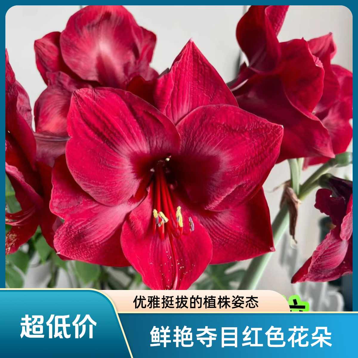 【曼德拉】2024年秘鲁进口新球盆栽室内外养彼岸花种球朱顶红