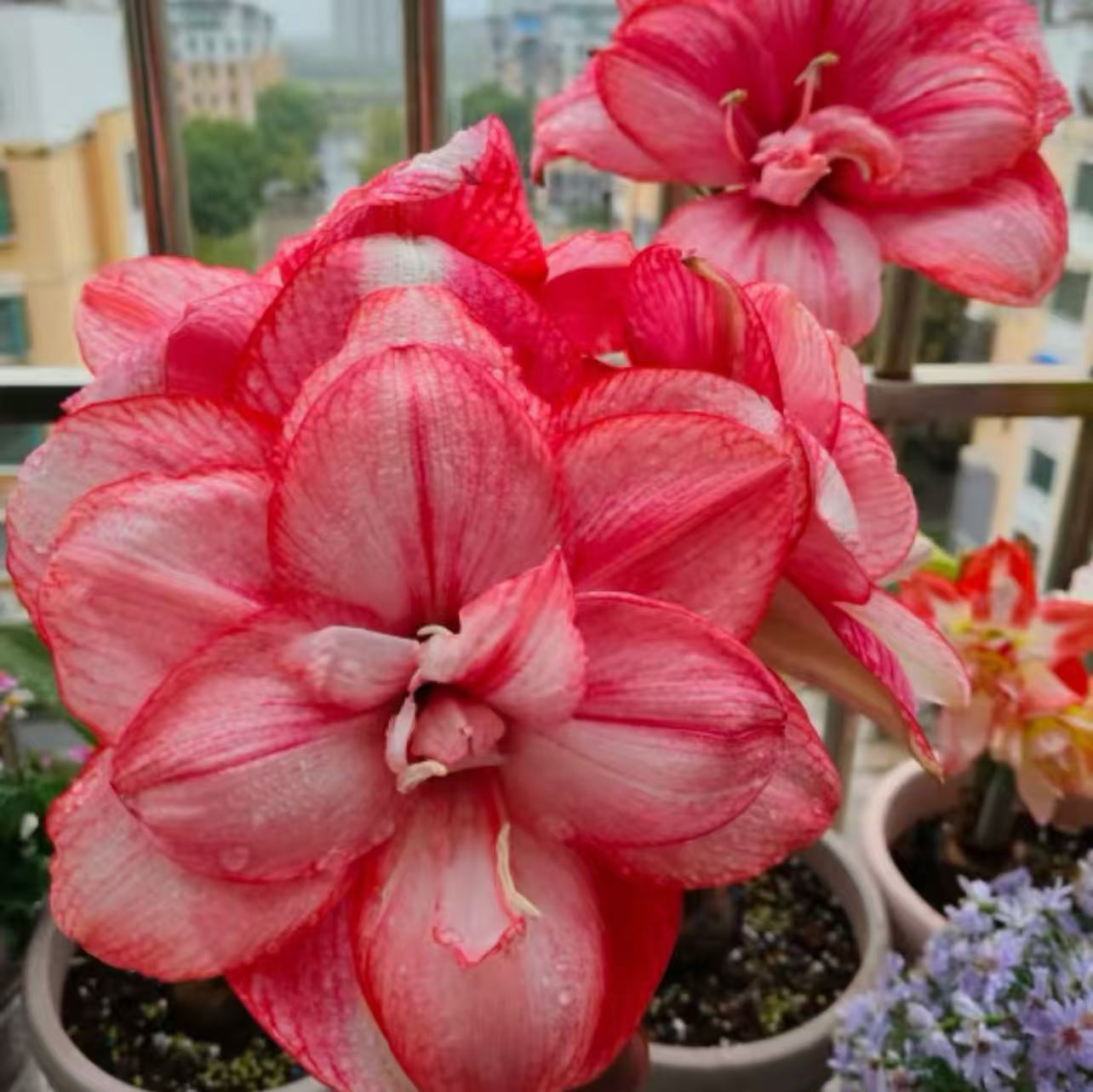 【帝卡梦幻】带花苞发货朱顶红种球进口新品盆栽室内外必养阳台绿植