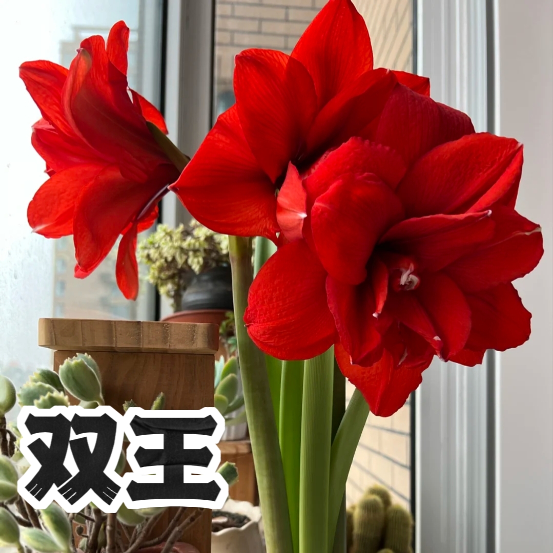 【双王】大球室内裸球朱顶红种球重瓣大球红色庭院阳台绿植花卉
