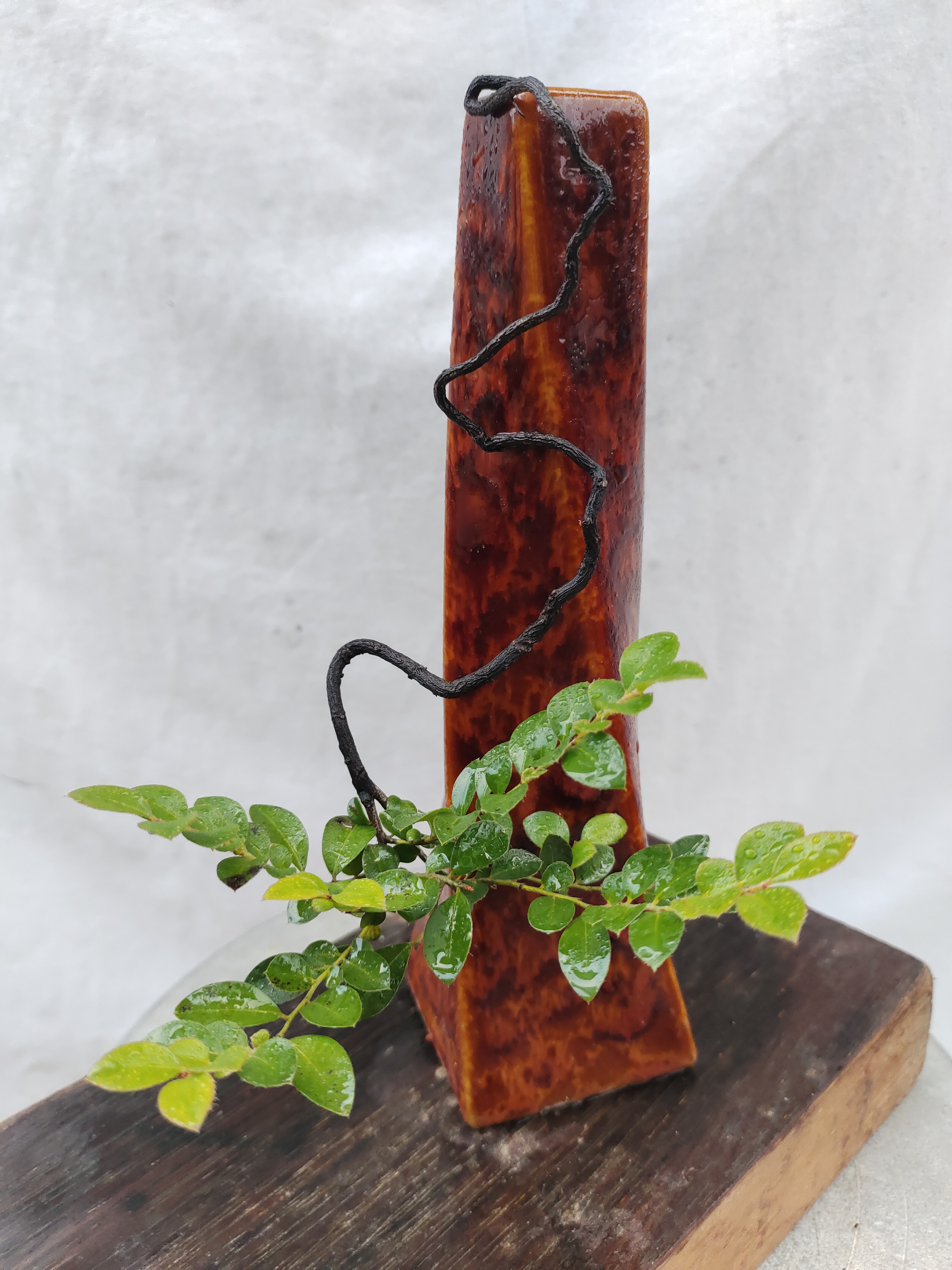 人工播种苗广东黑骨茶小叶紫檀《悬崖邻水》清香木