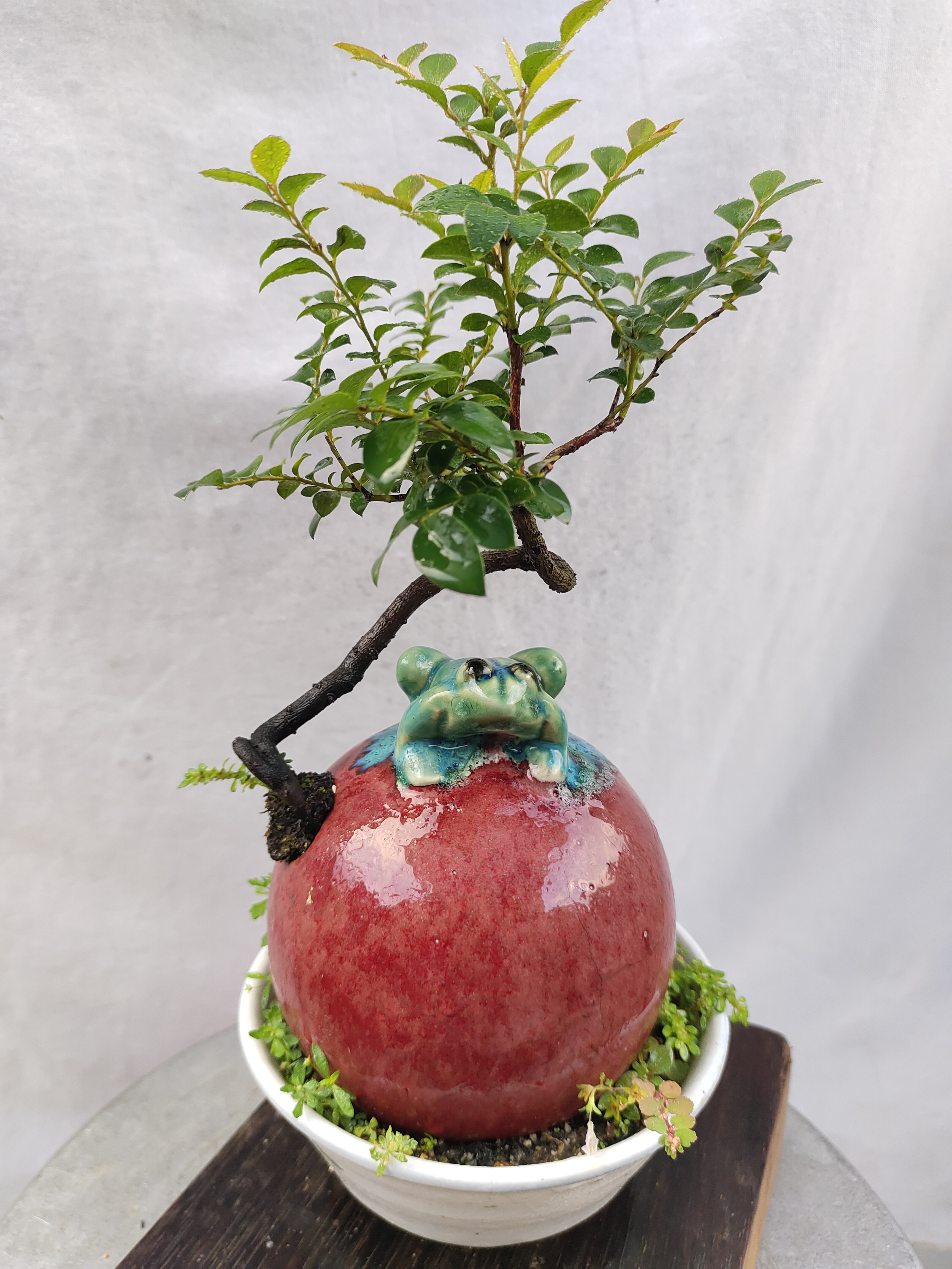 人工播种苗广东陶瓷黑骨茶小叶紫檀《艺术品》创意