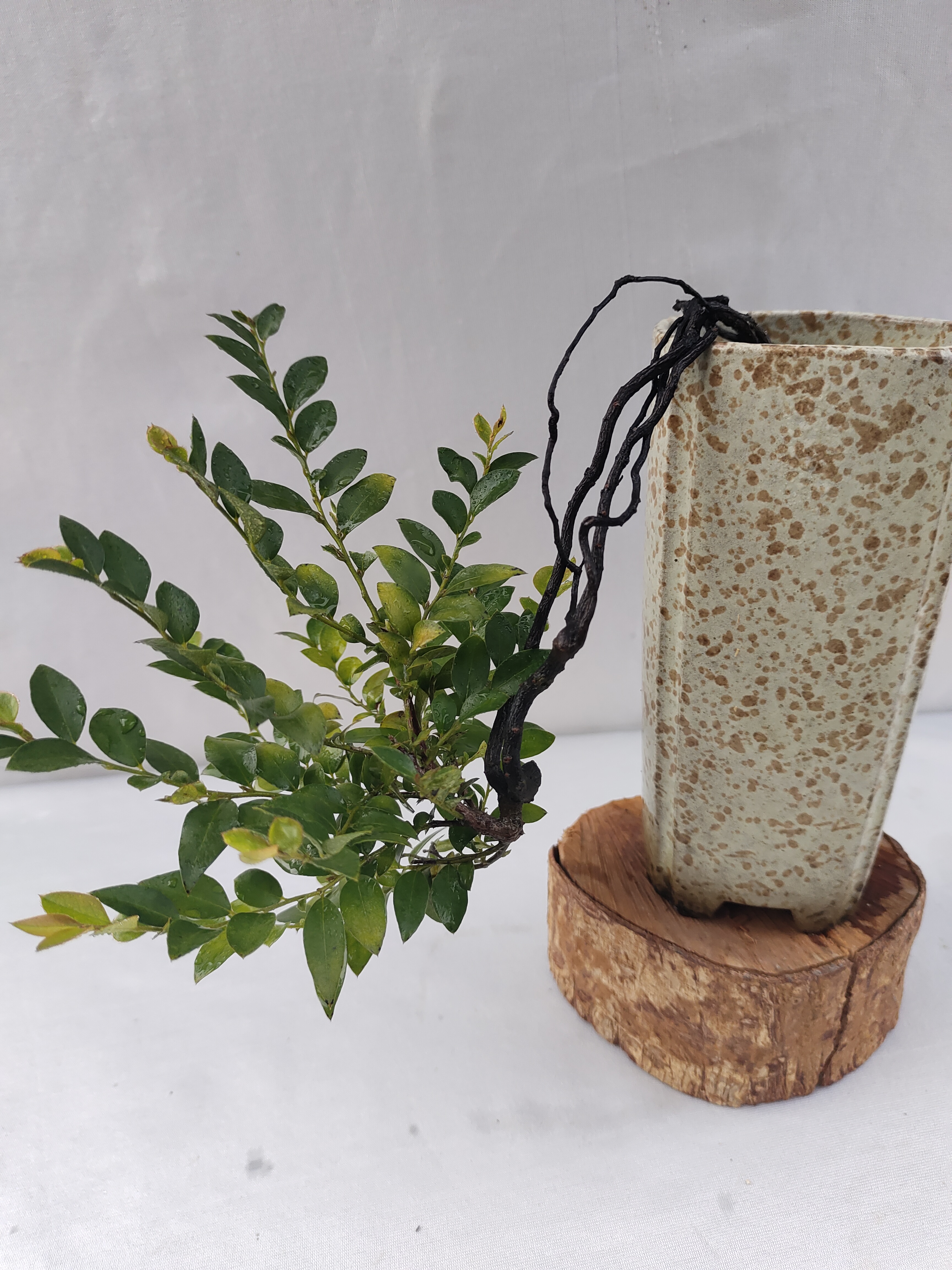 人工播种苗小叶紫檀黑骨茶小叶紫檀盆栽清香木小叶紫檀盆景绿植