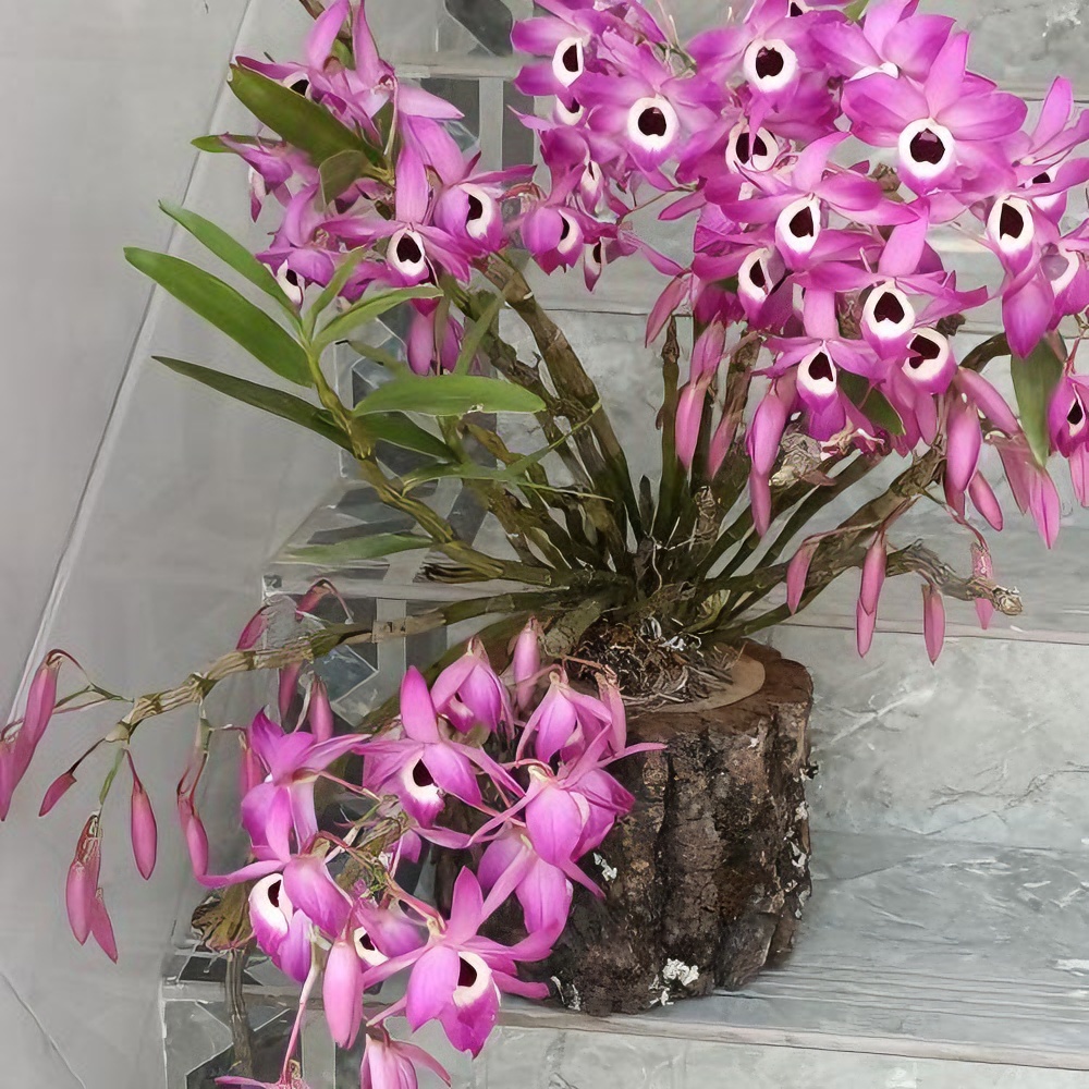 绿植花卉（金钗花卉，花期每年3-5月份，花色鲜艳）红色春季庭院