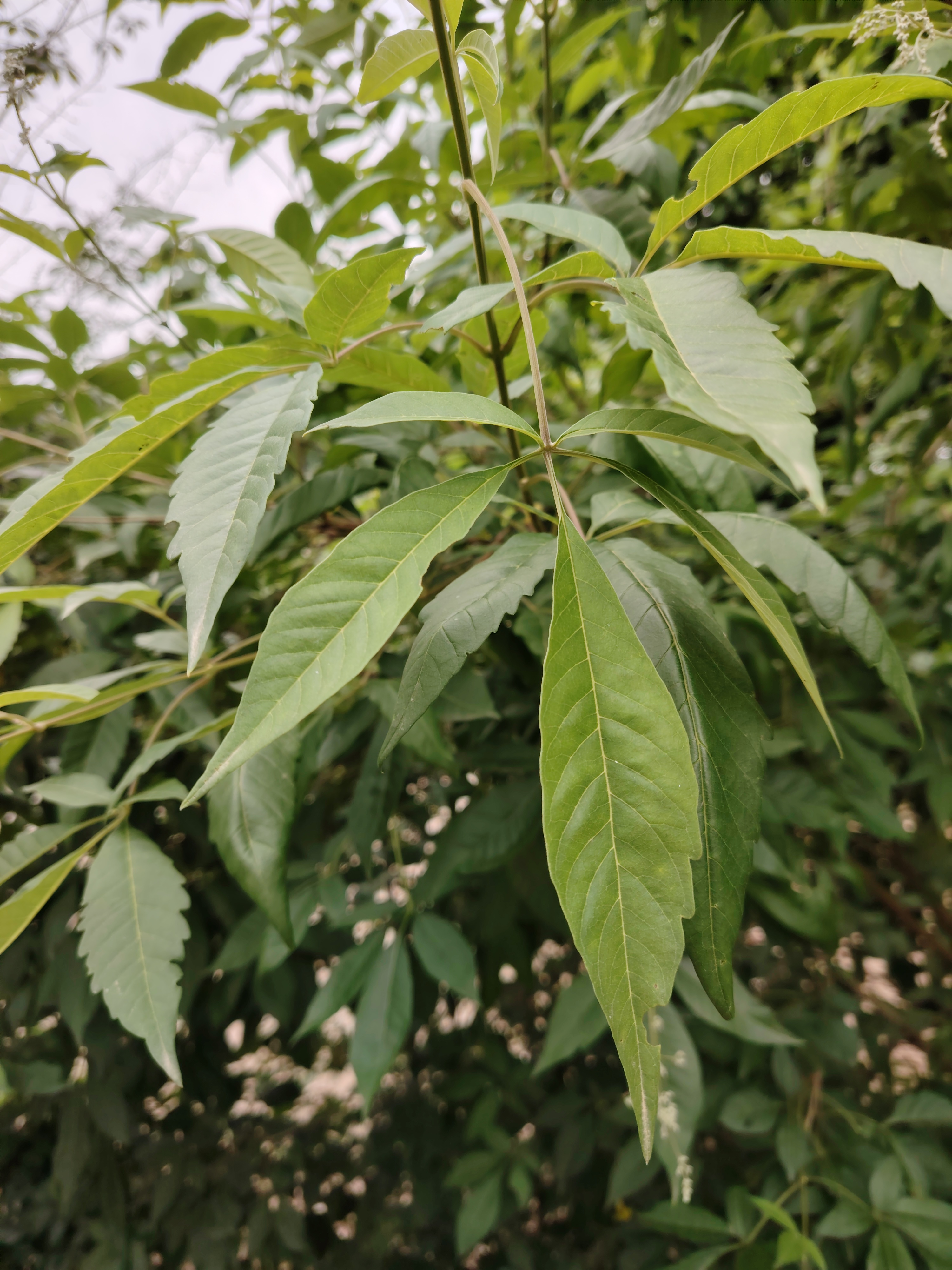 【直播间选货】黄荆盆景镂空舍利一张皮室内险桩新手练手生桩易活二